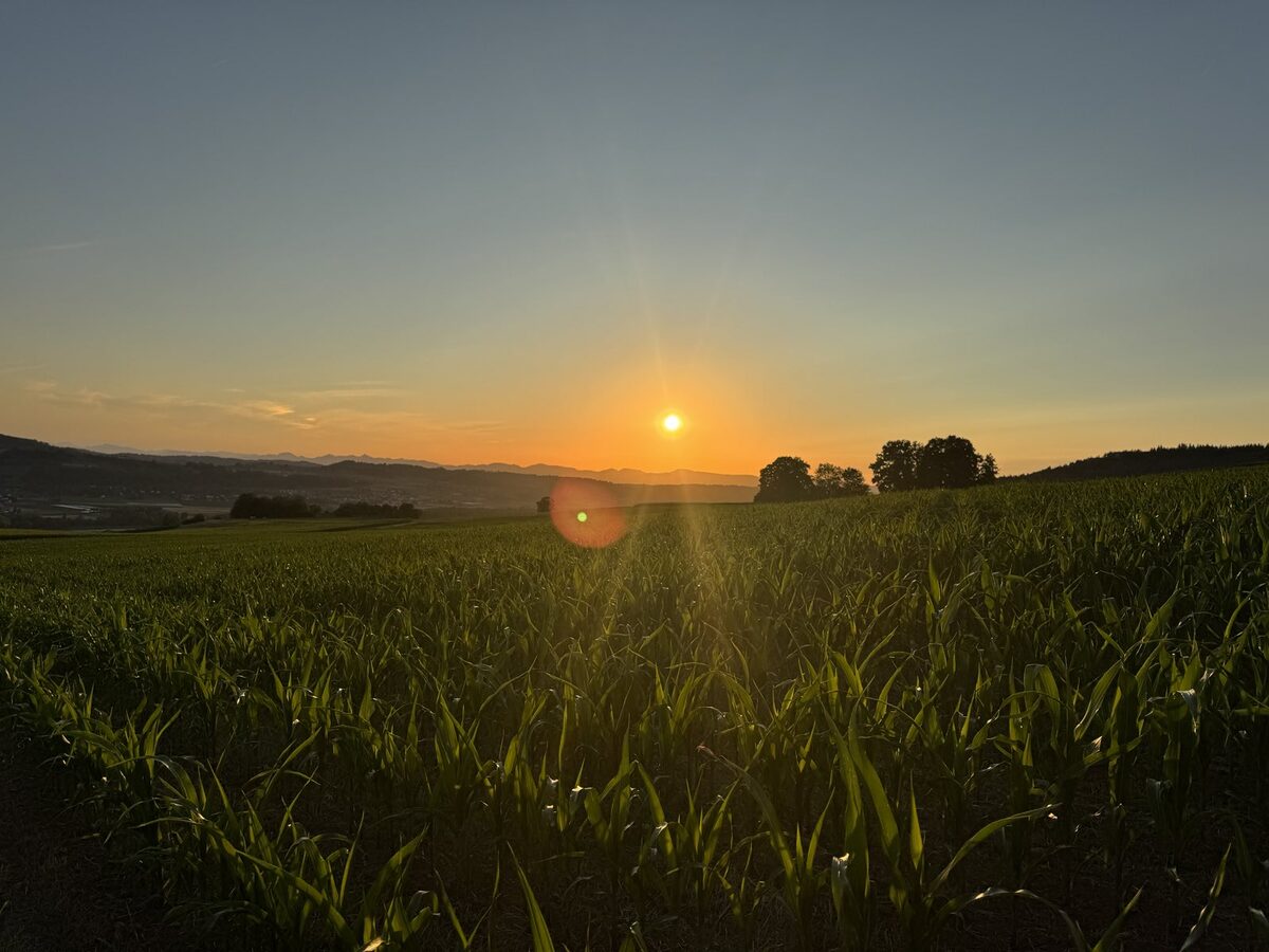 Feld im Abendlicht, Hügelzug am Horizont